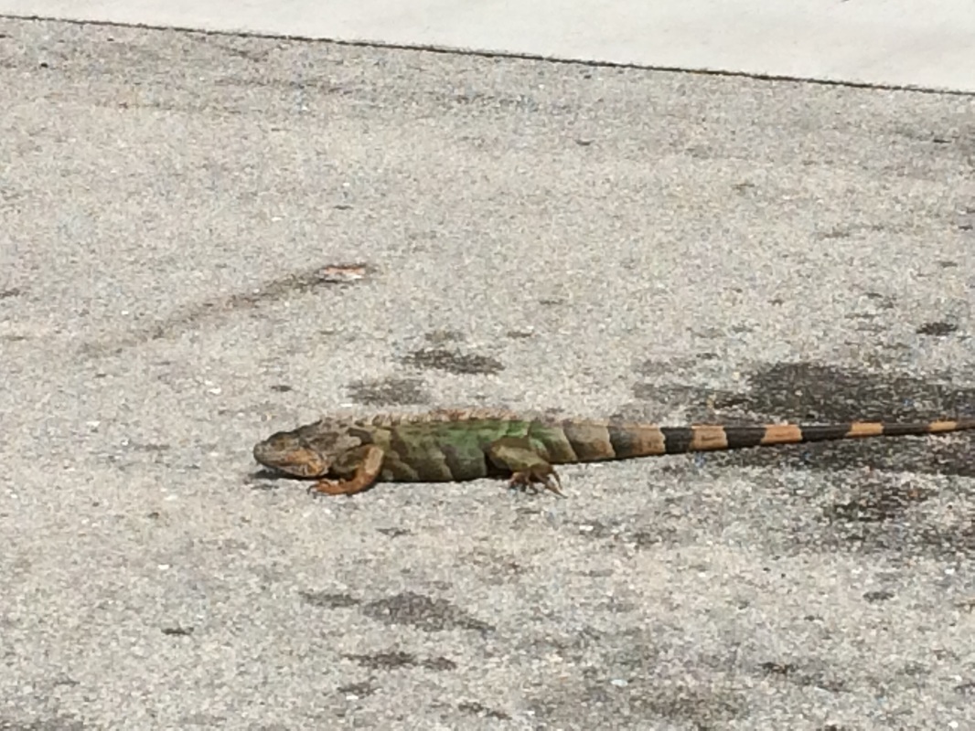 Picture of an iguana